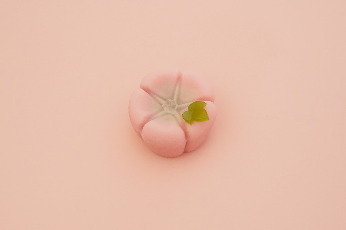 朝顔
